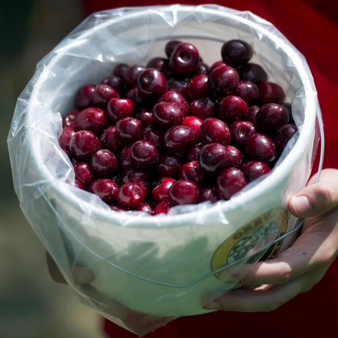 B.C. cherry growers 'reeling' after January cold snap that damaged buds